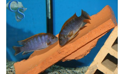 Labidochromis Hongi Red Top